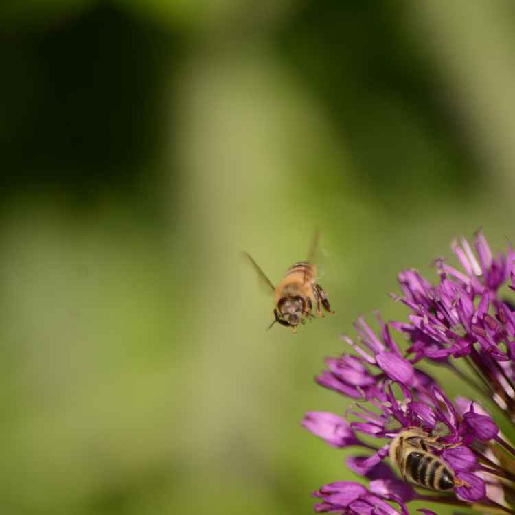 Biene im Anflug