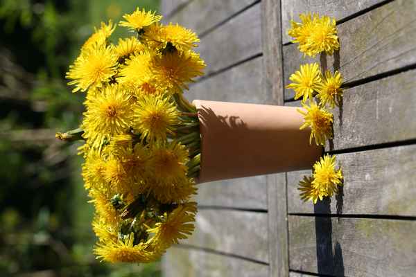 Löwenzahn in der Vase