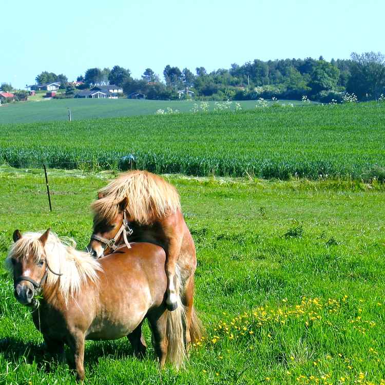 Ponys