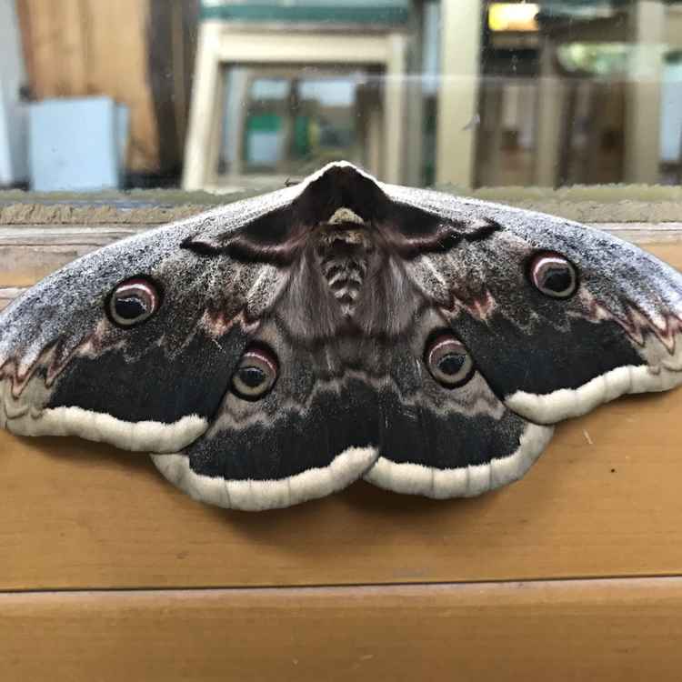 Wiener Nachtpfauenauge