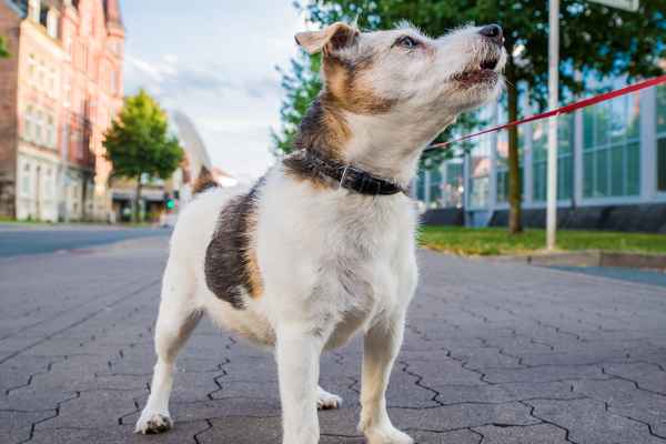 Terrier im Glück