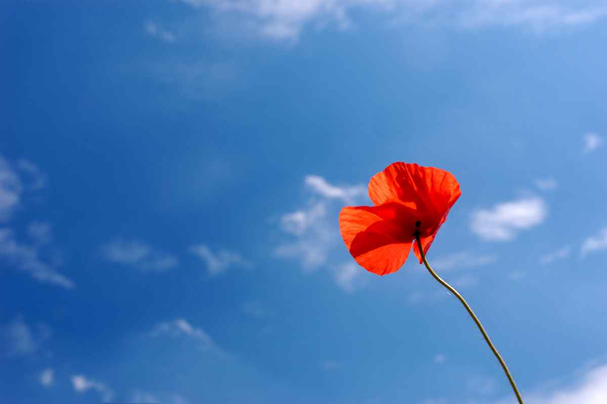 Rot blüht der Mohn..