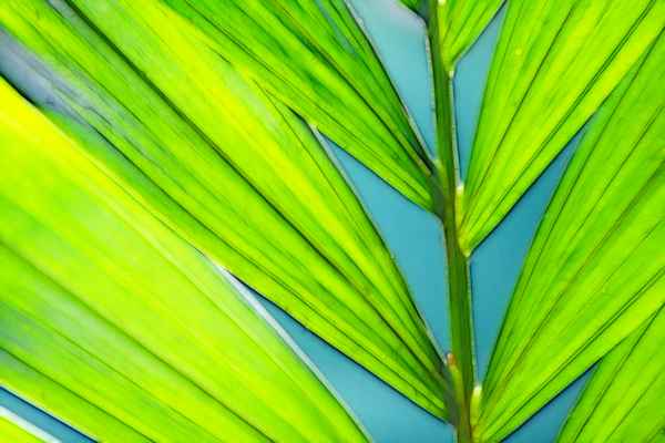 Leaf
