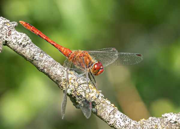 Blutrote Heidelibelle