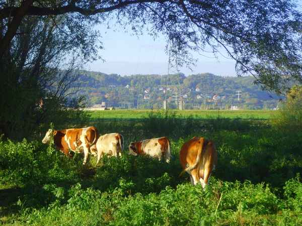 Rinderidylle auf den Elbwiesen