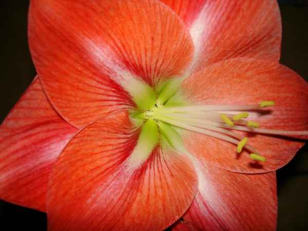 Amaryllis II