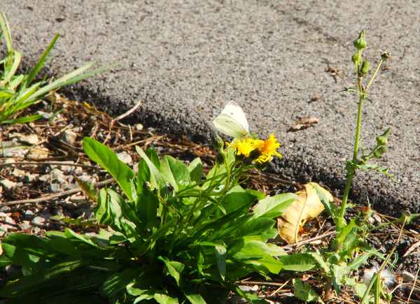 Begleiter auf Herbstspaziergang