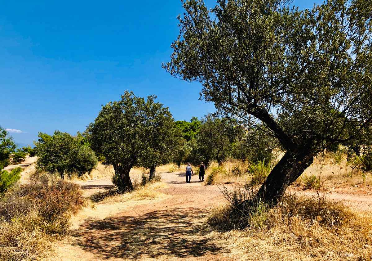 Spaziergang im Olivenhain