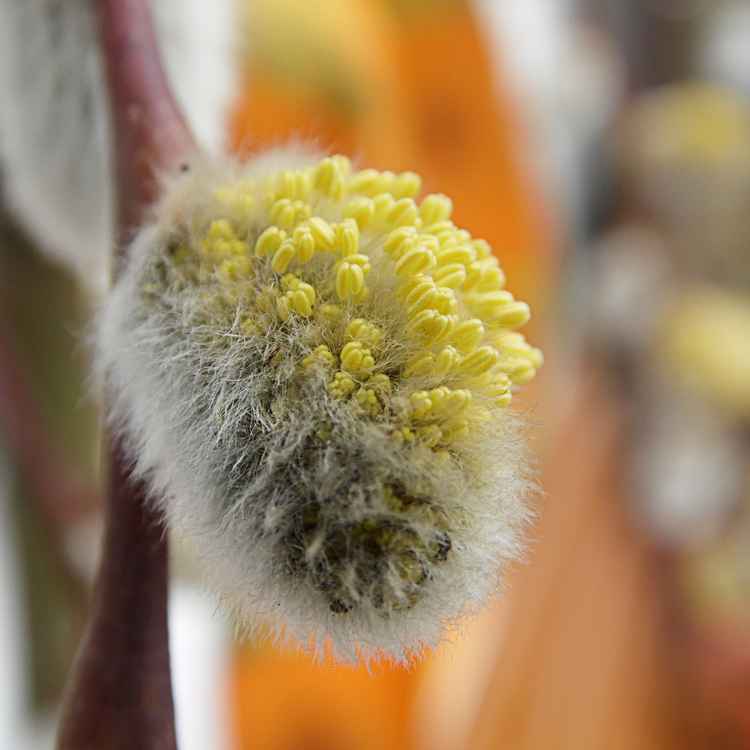 Kätzchenweide im Übergang zur Blüte