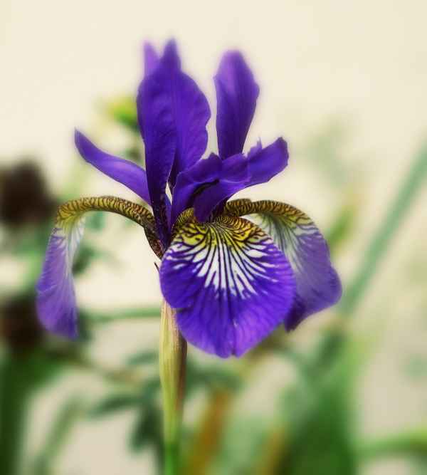 Blaue sibirische Sumpfschwertlilie