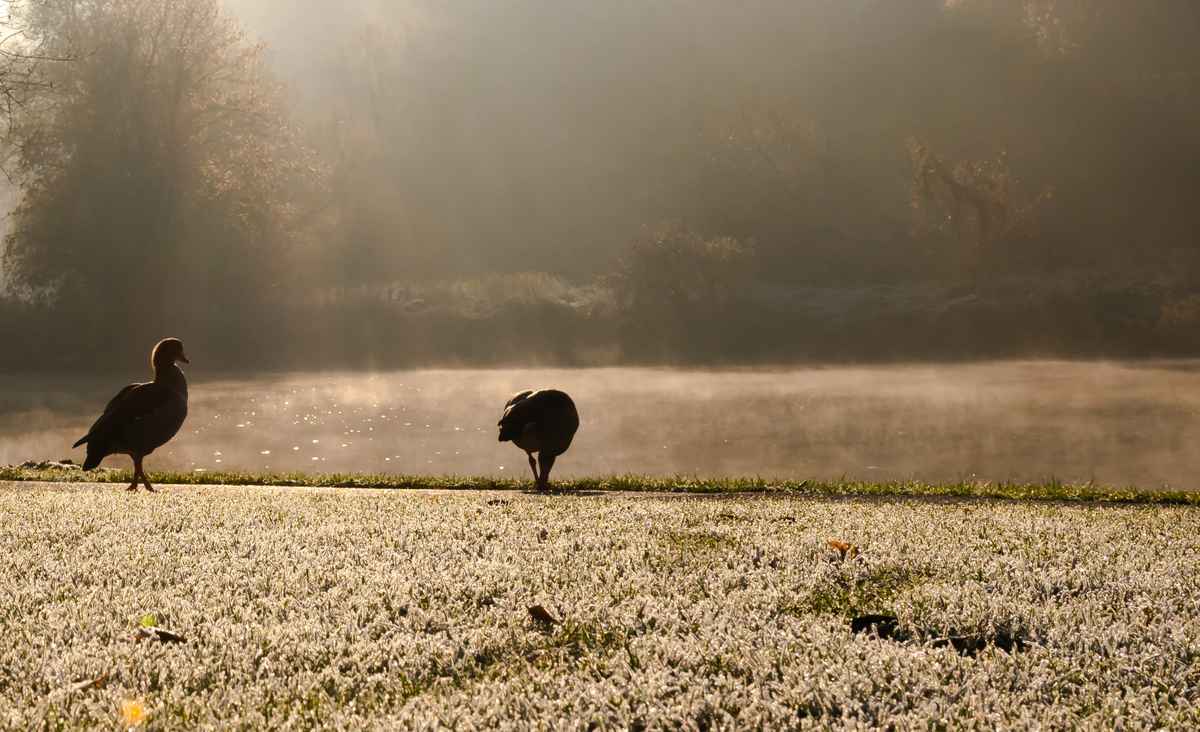 Der frühe Vogel fängt den Wurm