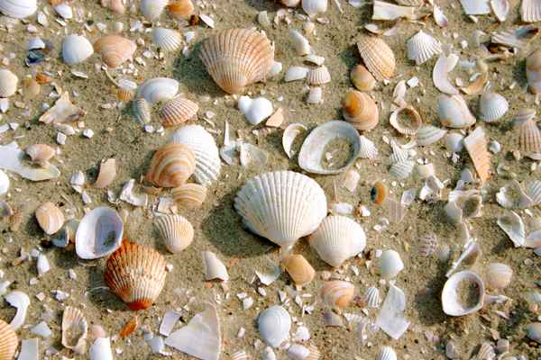 Muscheln am Strand