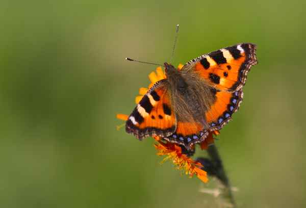 Schmetterling "Kleiner Fuchs"