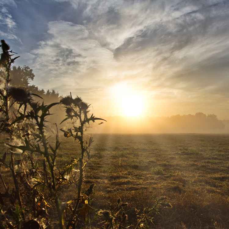 Sonnenaufgang in der Heide