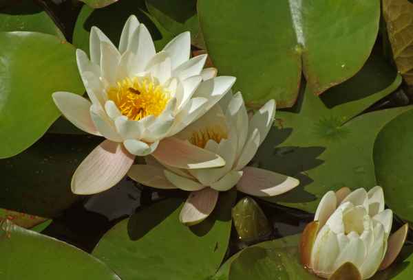 blühendes Wasser