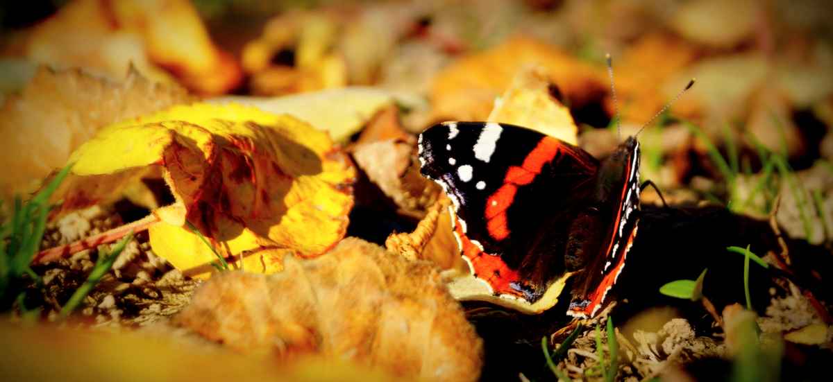 Schmetterling auf faulendem Obst