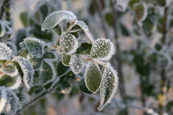 Raureif auf Rosenblättern