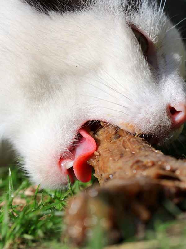 hungriger Kater