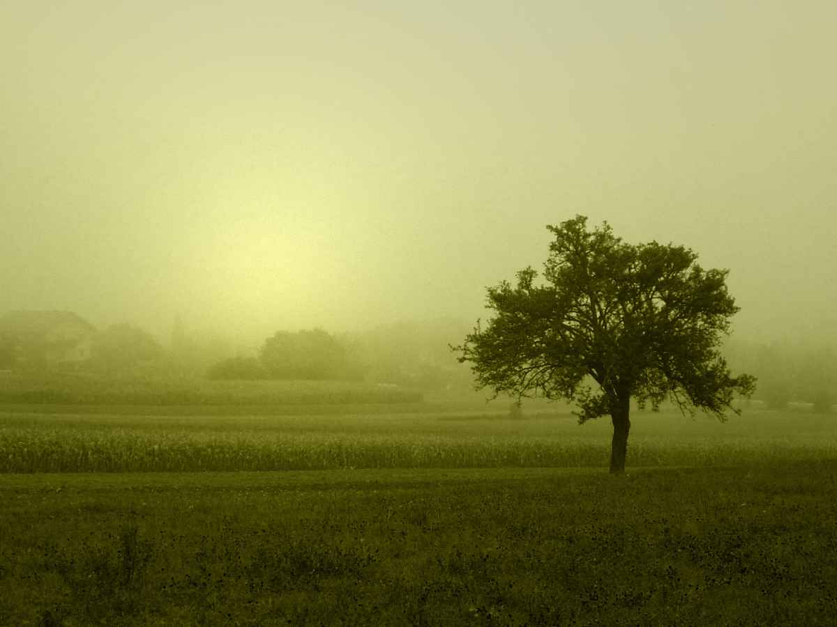 Nebelbaum