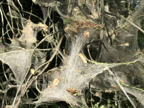 Gespinstmotte - Knospenmotten