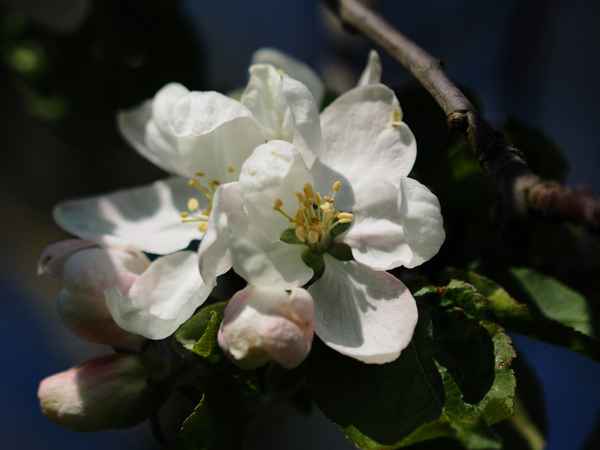 apfelblüte