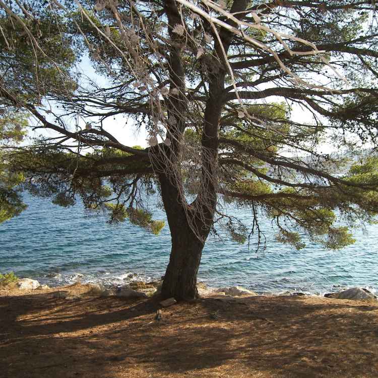 Insel Osljak