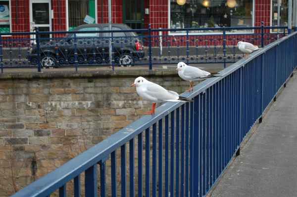 Rast auf der Brücke