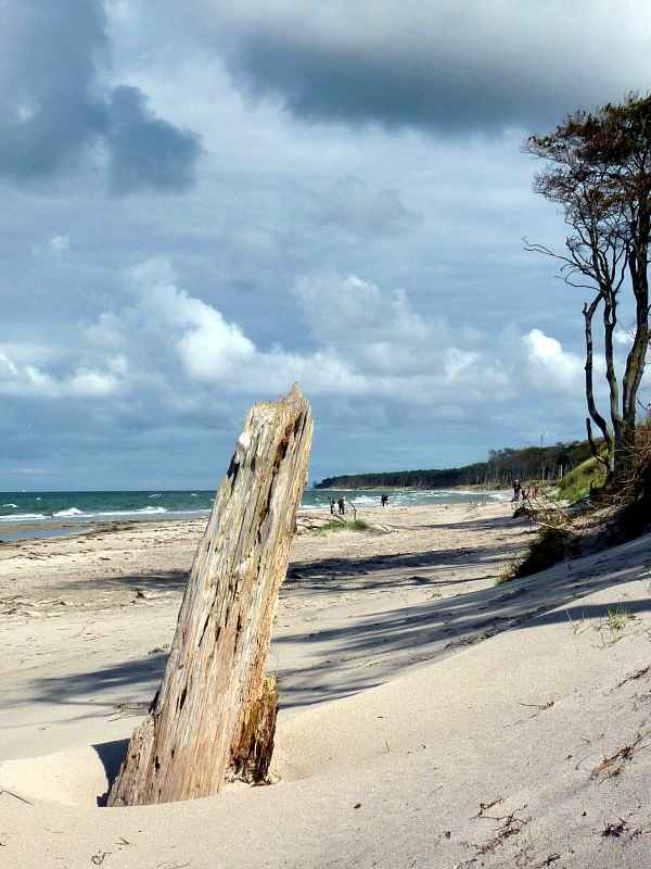 Tote Bäume am Weststrand in Fischland