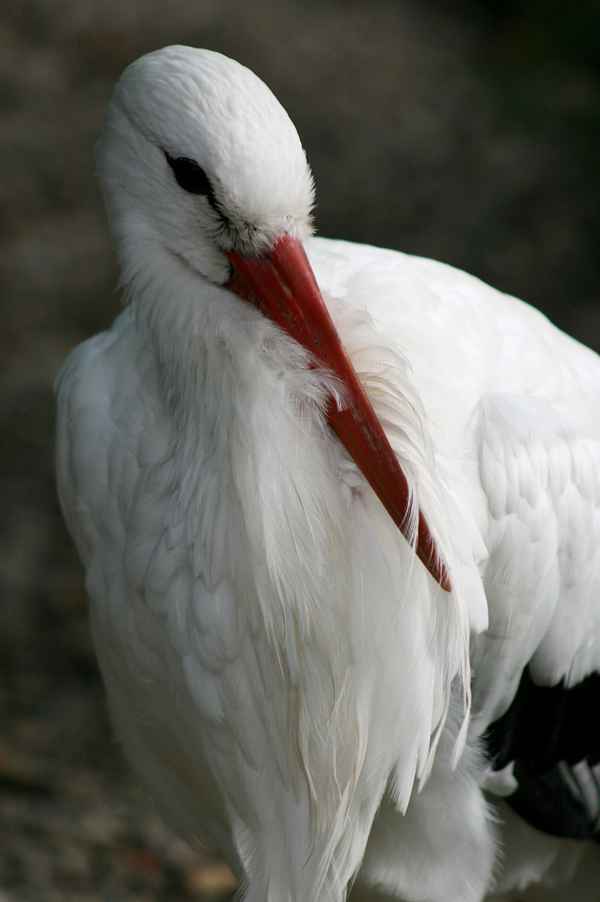 müder storch...2....