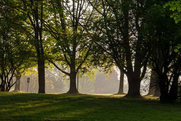 Bäume im Park