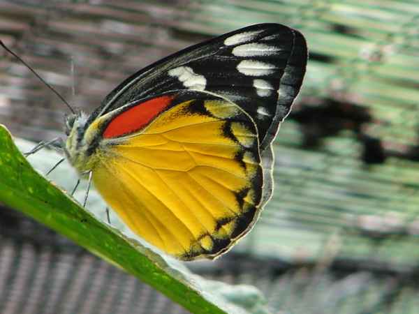 Schmetterling