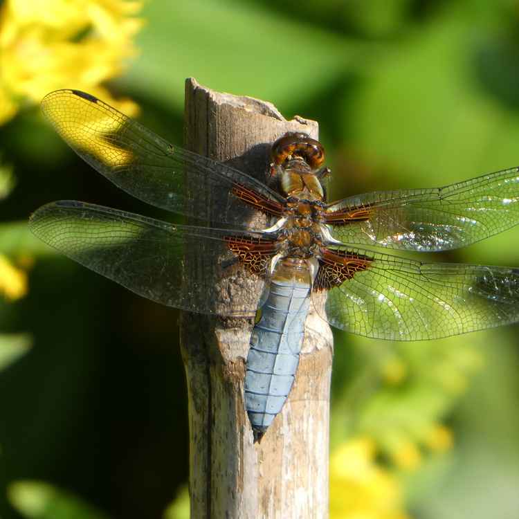 Filigrane Naturschönheit