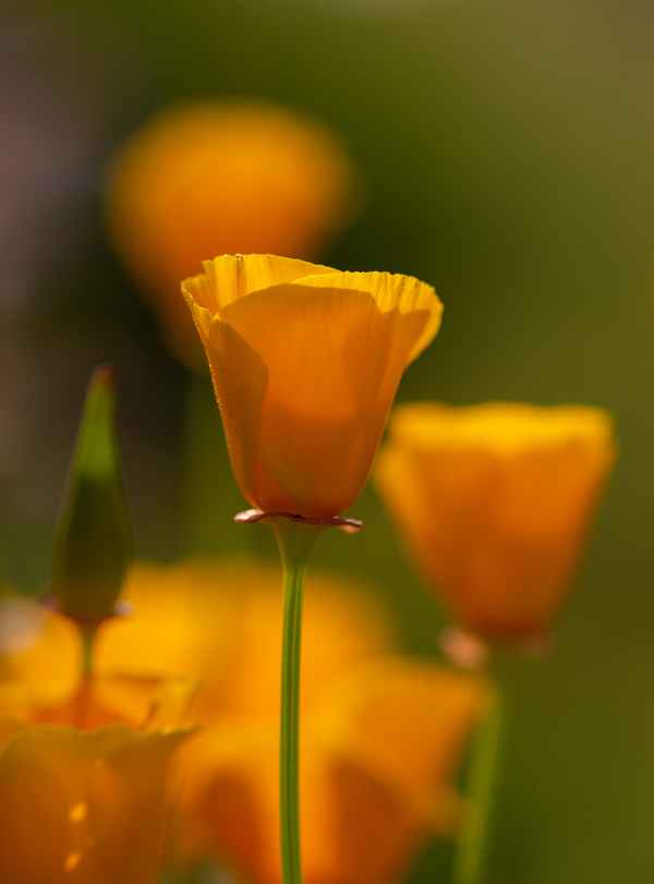 Californischer Mohn