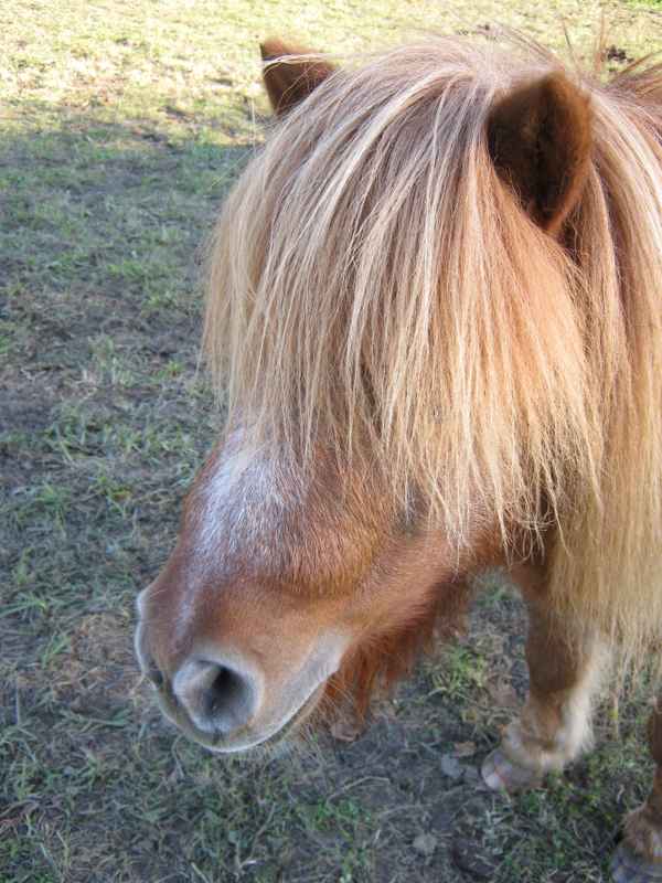 Pony mit Pony