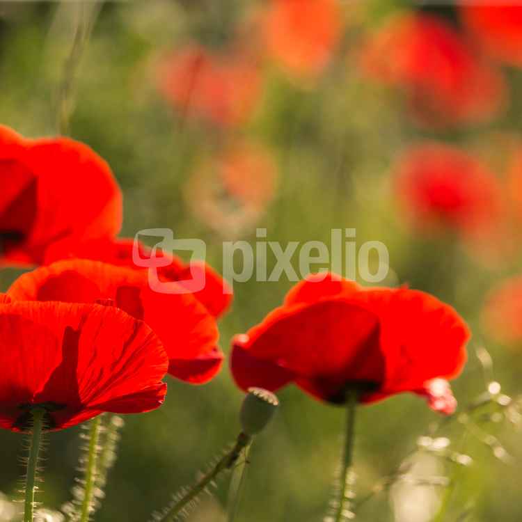 der erste Mohn blüht wieder