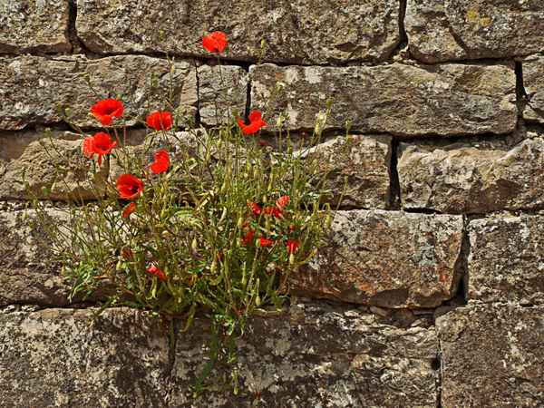 Mauerblume