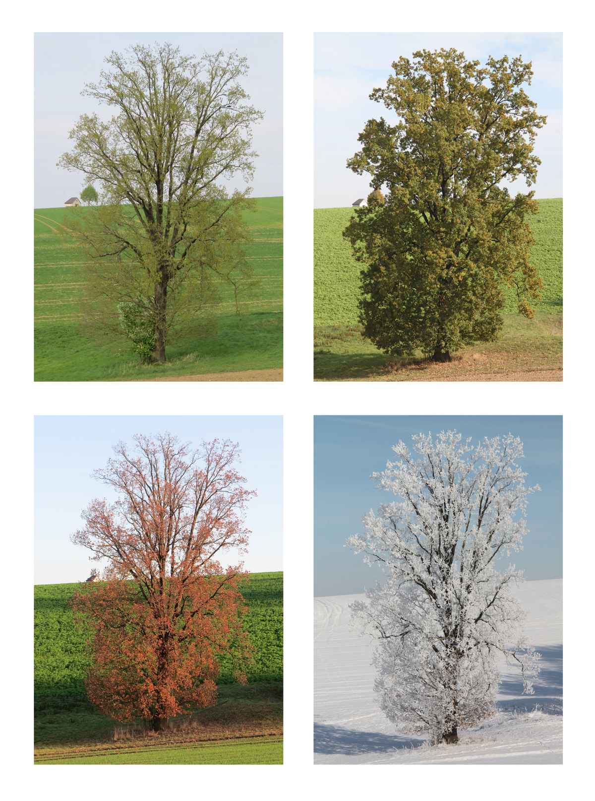 Die alte Eiche im Jahreslauf