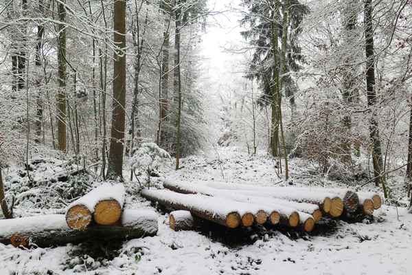 Im Winterwald