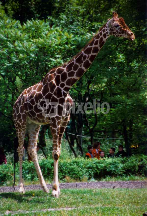Giraffe