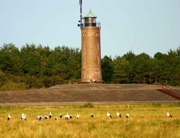 Störche am Leuchtturm