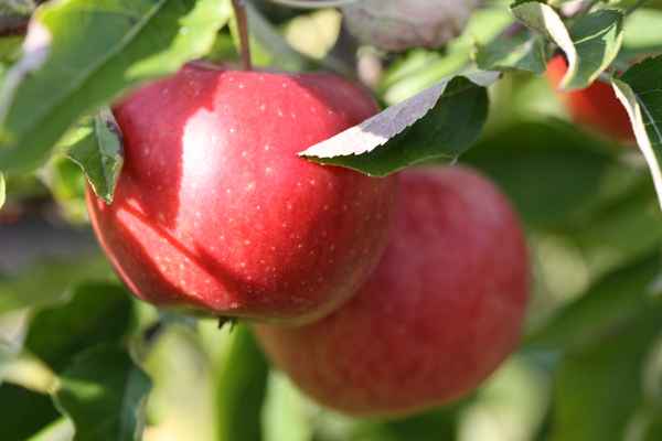 Rote Äpfel am Baum