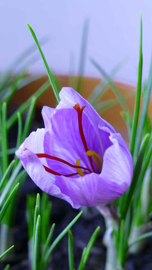 Safran-Krokus_2