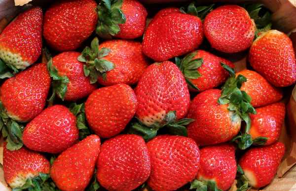 Die ersten Erdbeeren