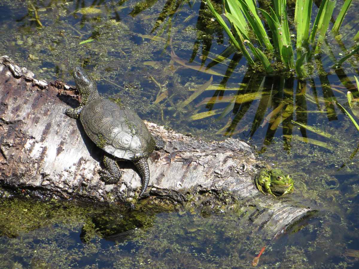 Schildkröte und Frosch