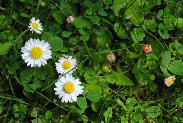 Gänseblümchen