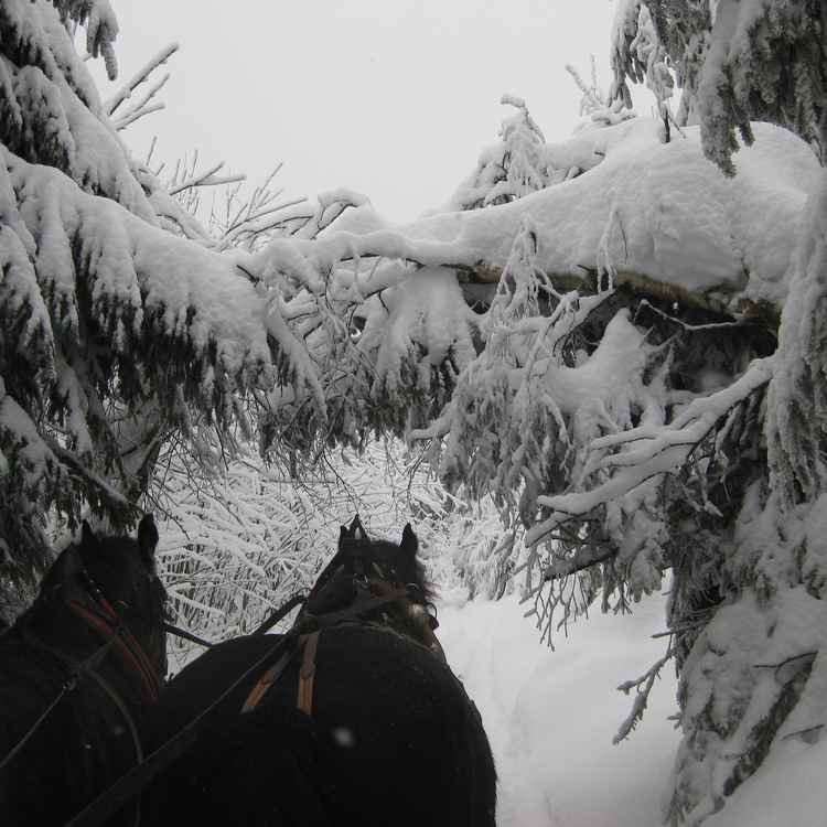 Tannen voller Schnee