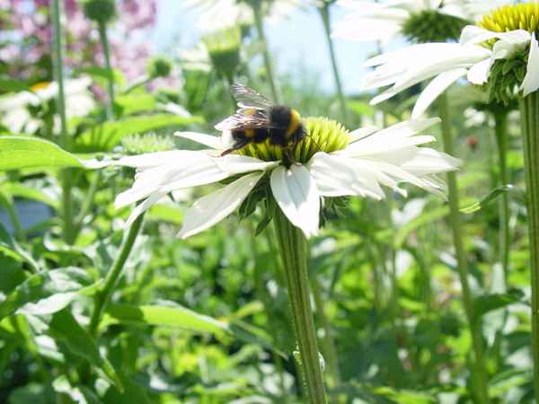 Biene, Hummel oder doch Wespe