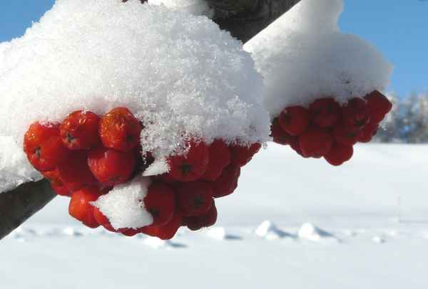 vogelbeeren im schnee 2