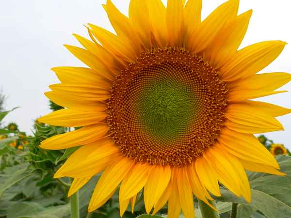 sonnenblumenfeld