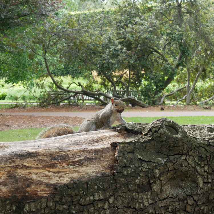Squirrel im Royal Botanic Garden Edinburgh